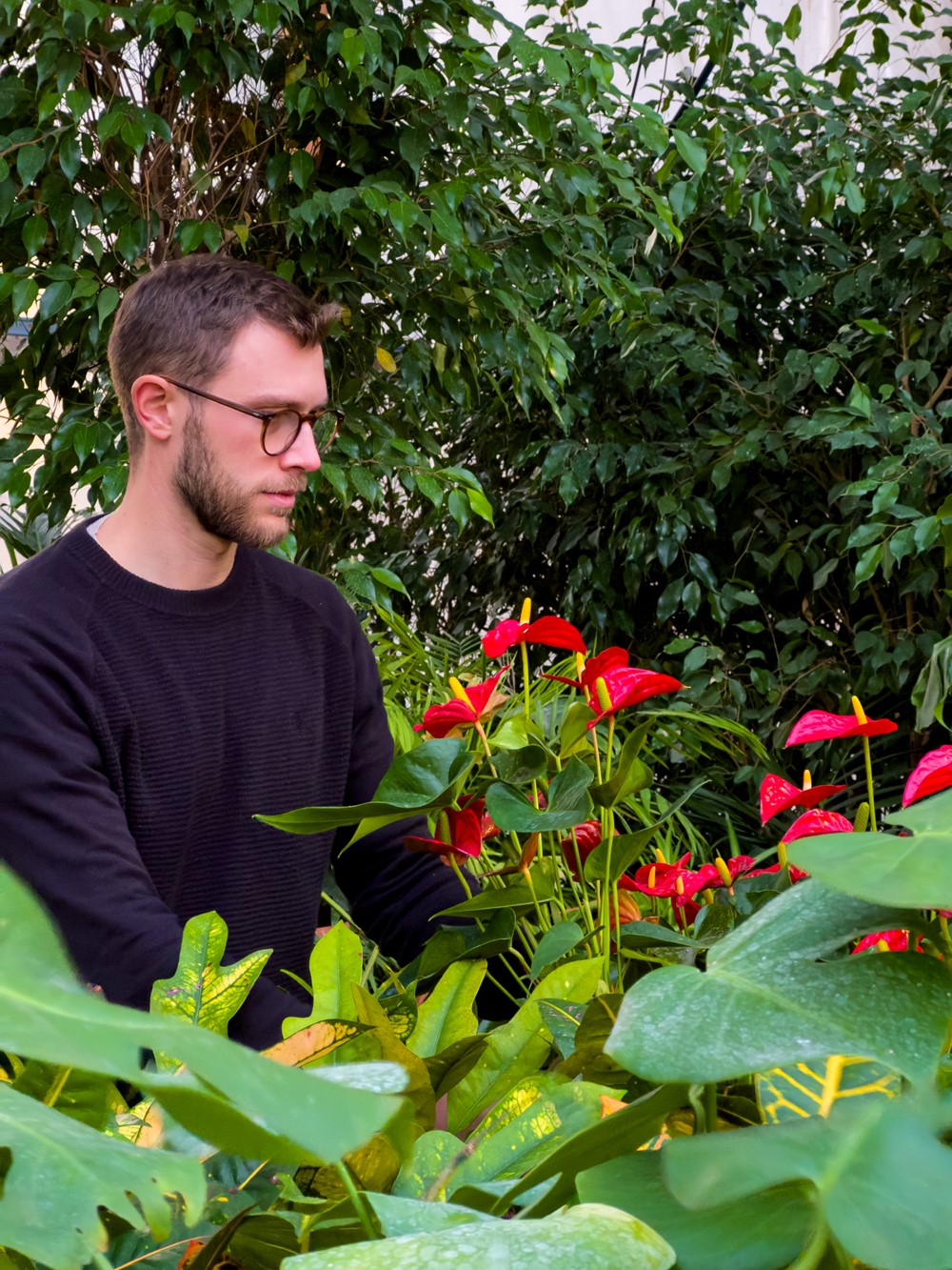 Come si progetta un Giardino Verticale? 