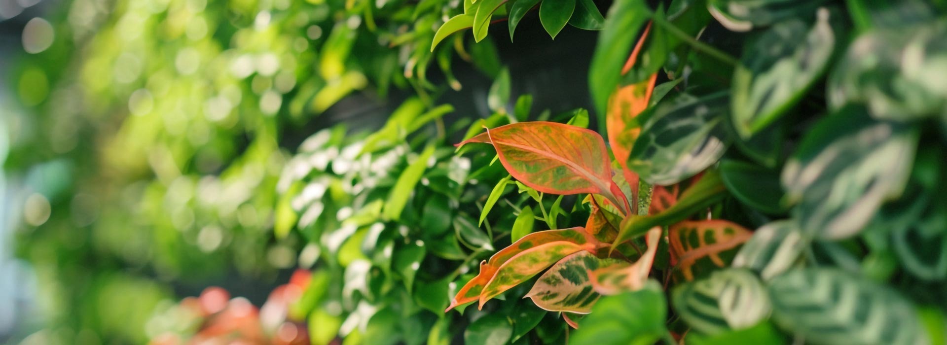 Blog Verde Stabilizzato Parete, Verde Pensile e Soluzioni Architettoniche