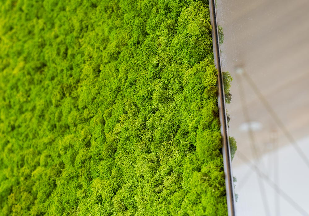 Moss muschio stabilizzato per interni senza acqua e antistatico