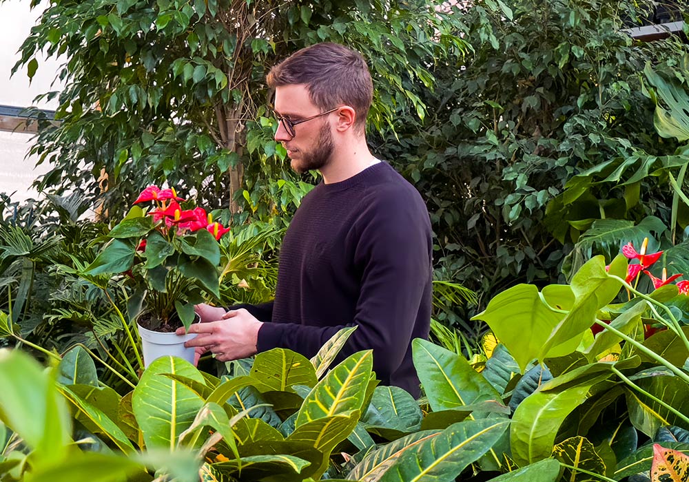 Scelta delle essenze per giardini verticali